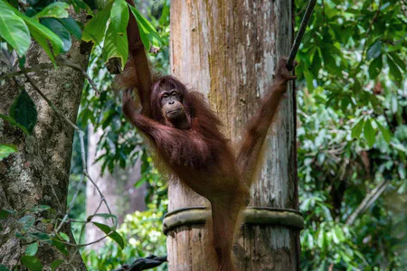 Best of Borneo