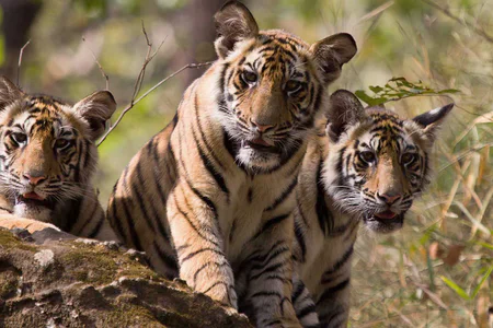India Tiger Safari Expedition