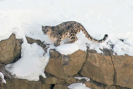 Spiti Snow Leopard Expedition