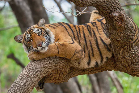 North India Heritage Wildlife