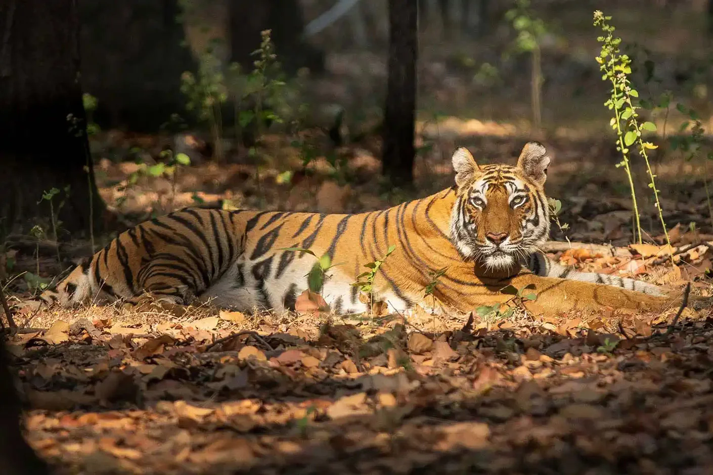 Big Cat Safaris: Tigers, Leopards & Lions