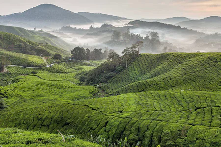 Malaysia Highlands & Coast Explorer