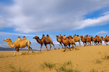 Discover Mongolia
