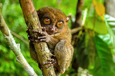 Philippines Island Explorer