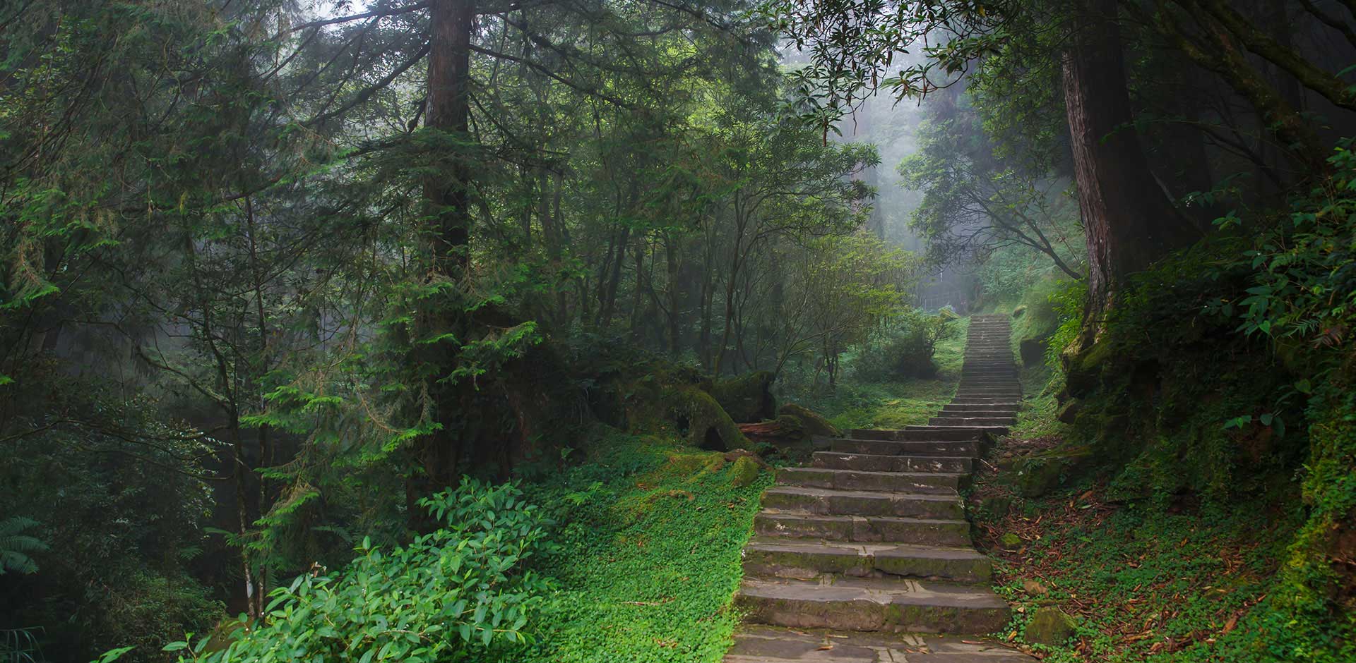 Alishan National Park