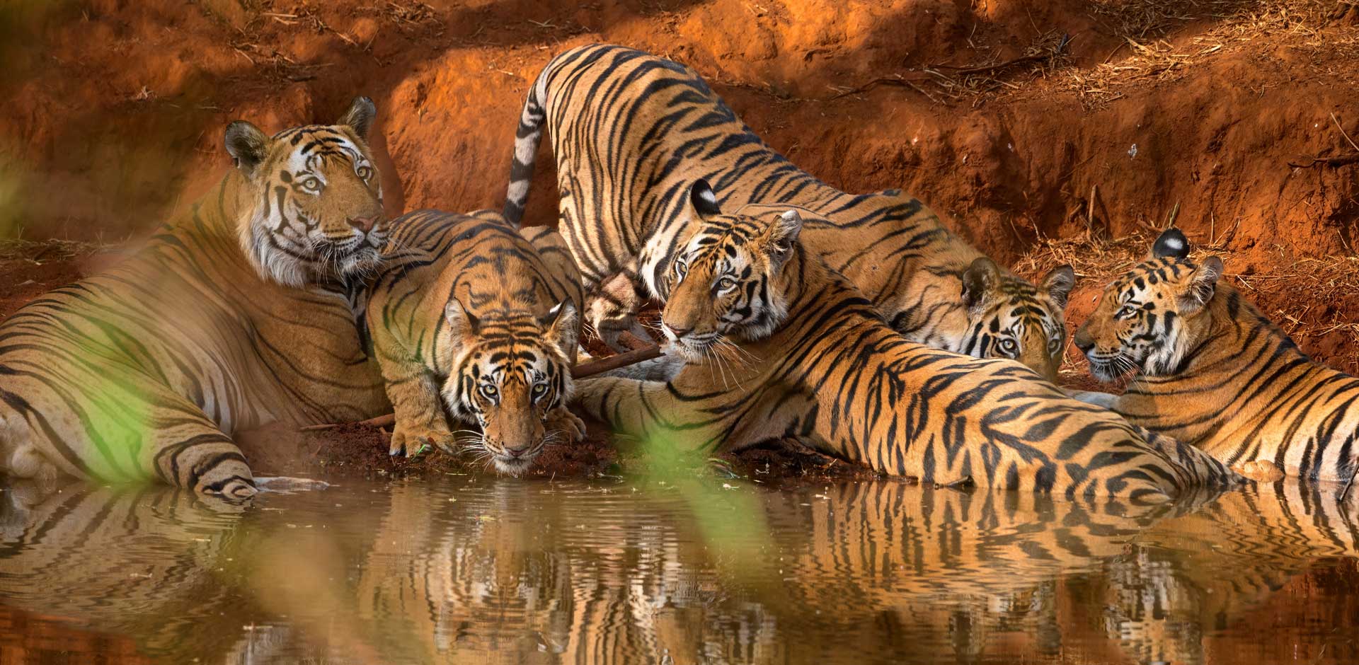 Bandhavgarh National Park