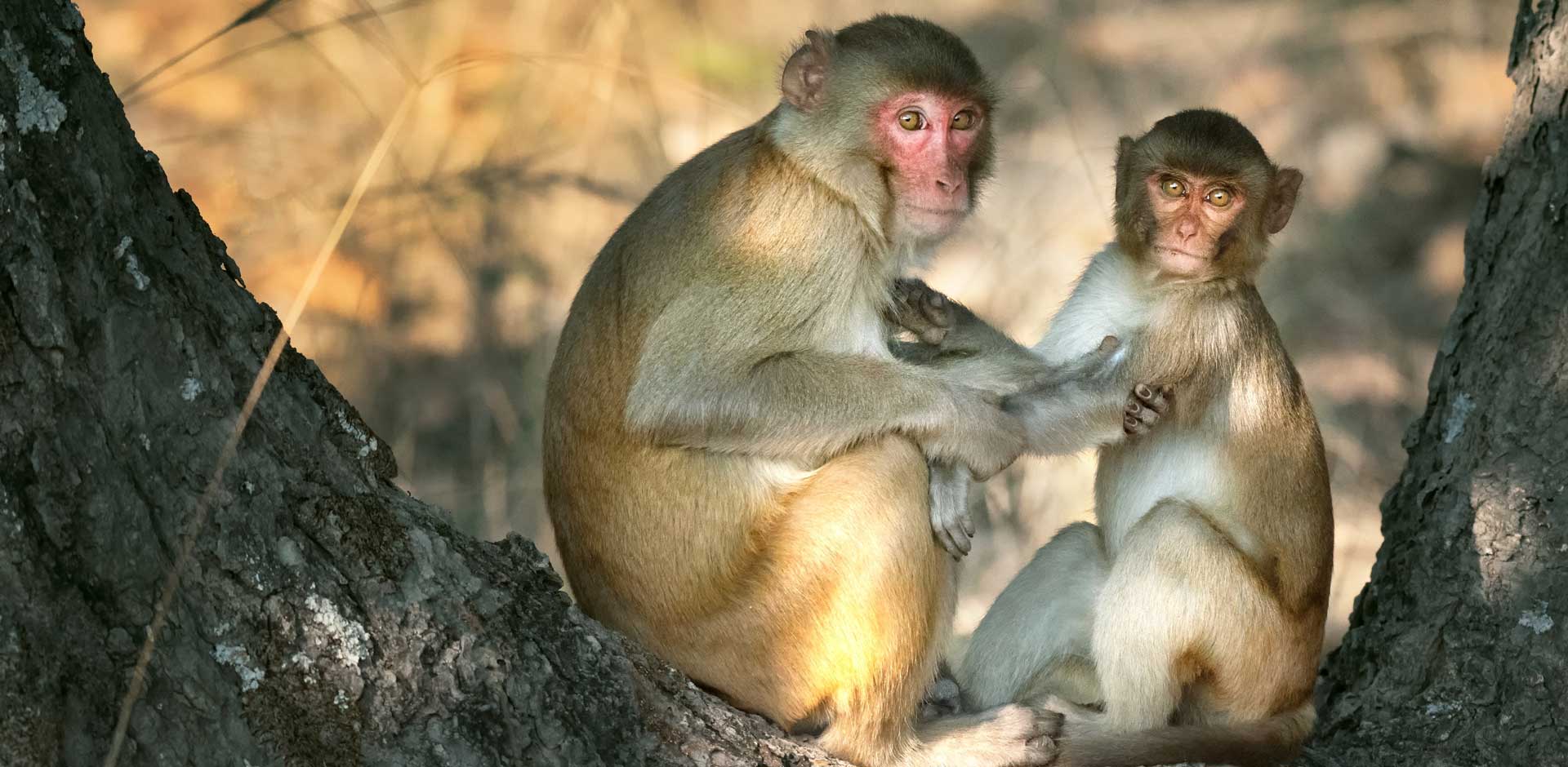 Bandhavgarh National Park