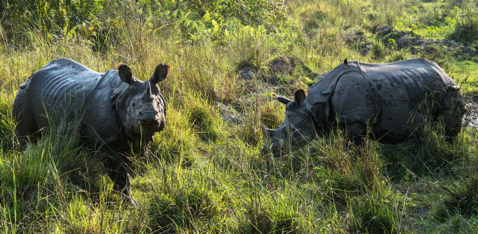 Bardia National Park