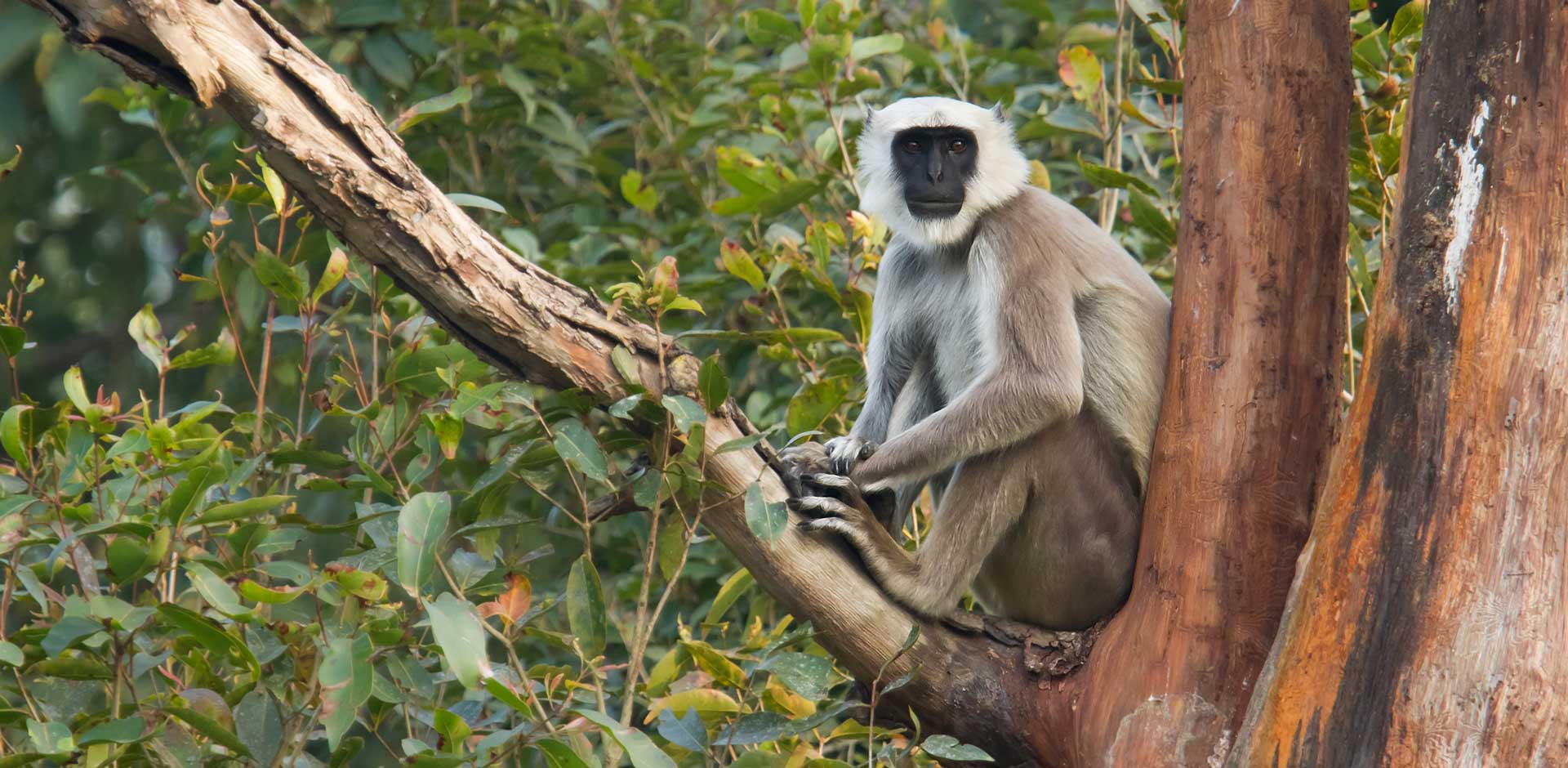 Bardia National Park