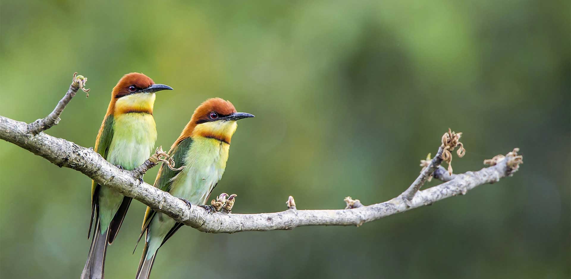 Bardia National Park