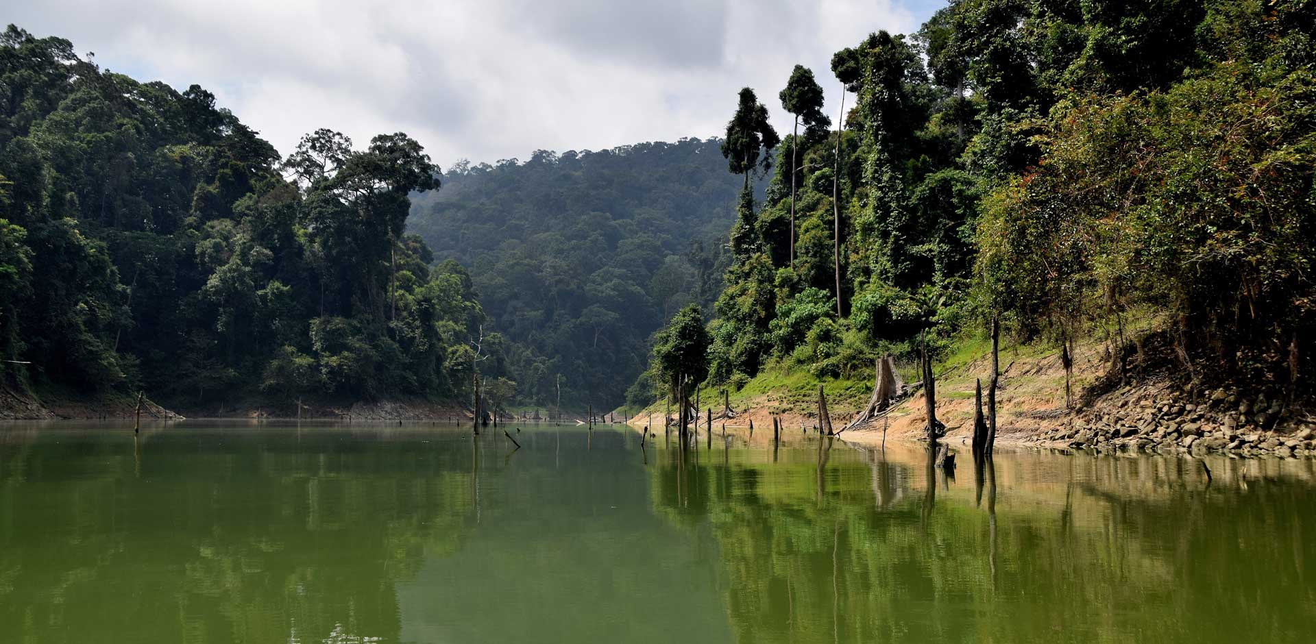 Belum-Temengor Rainforest