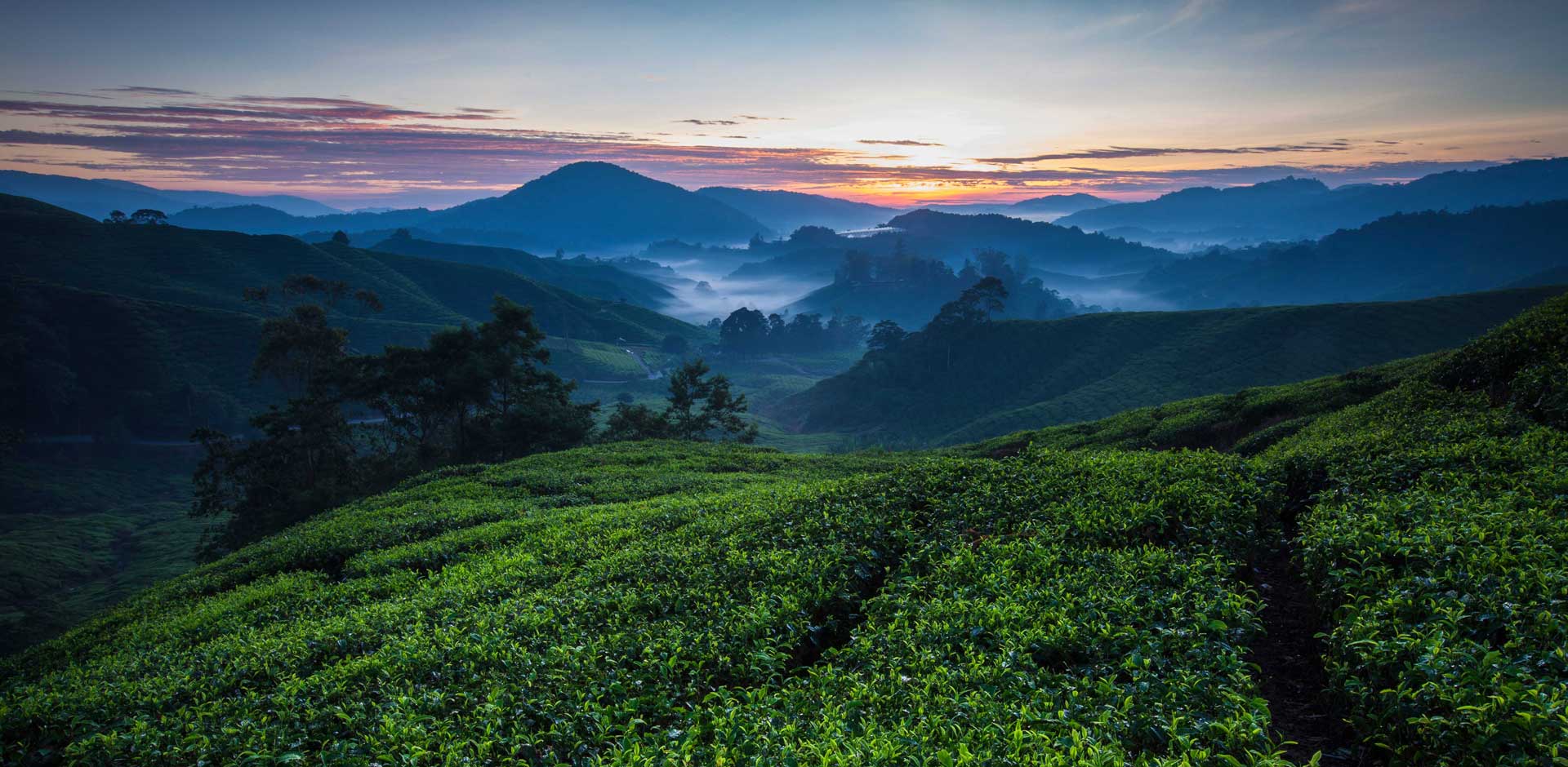 Cameron Highlands