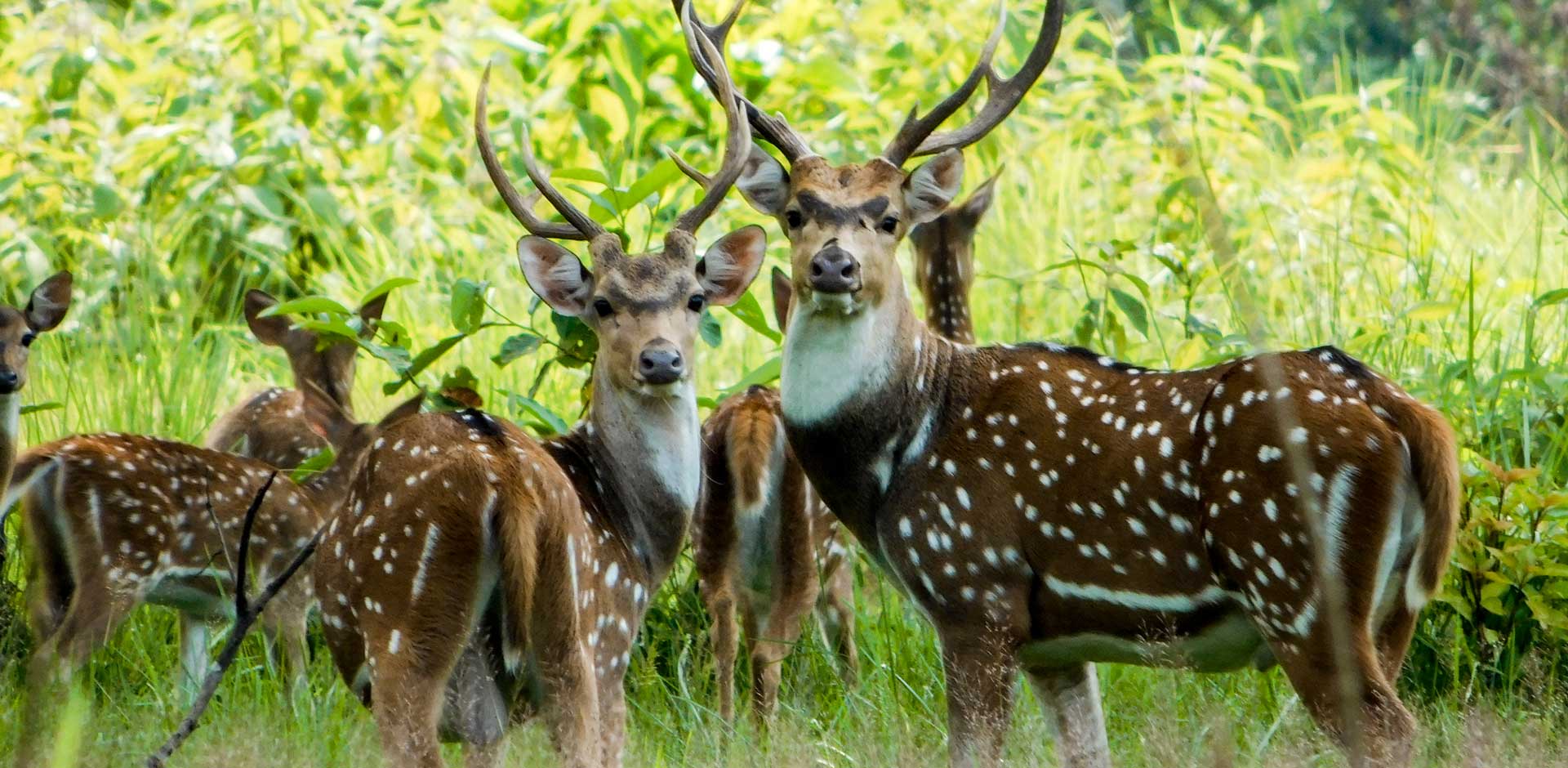 Chitwan National Park