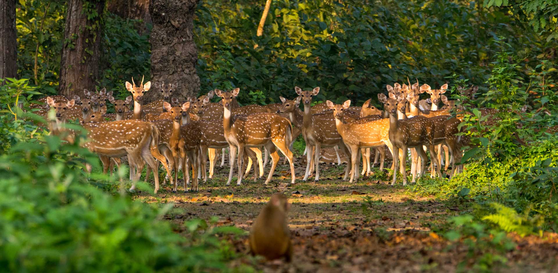 Chitwan National Park