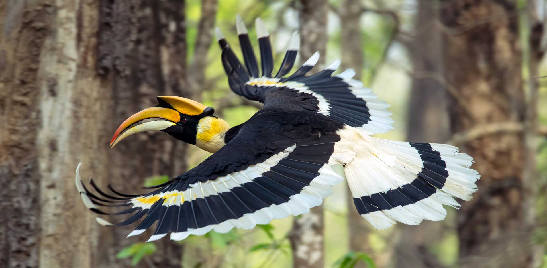 Chitwan National Park