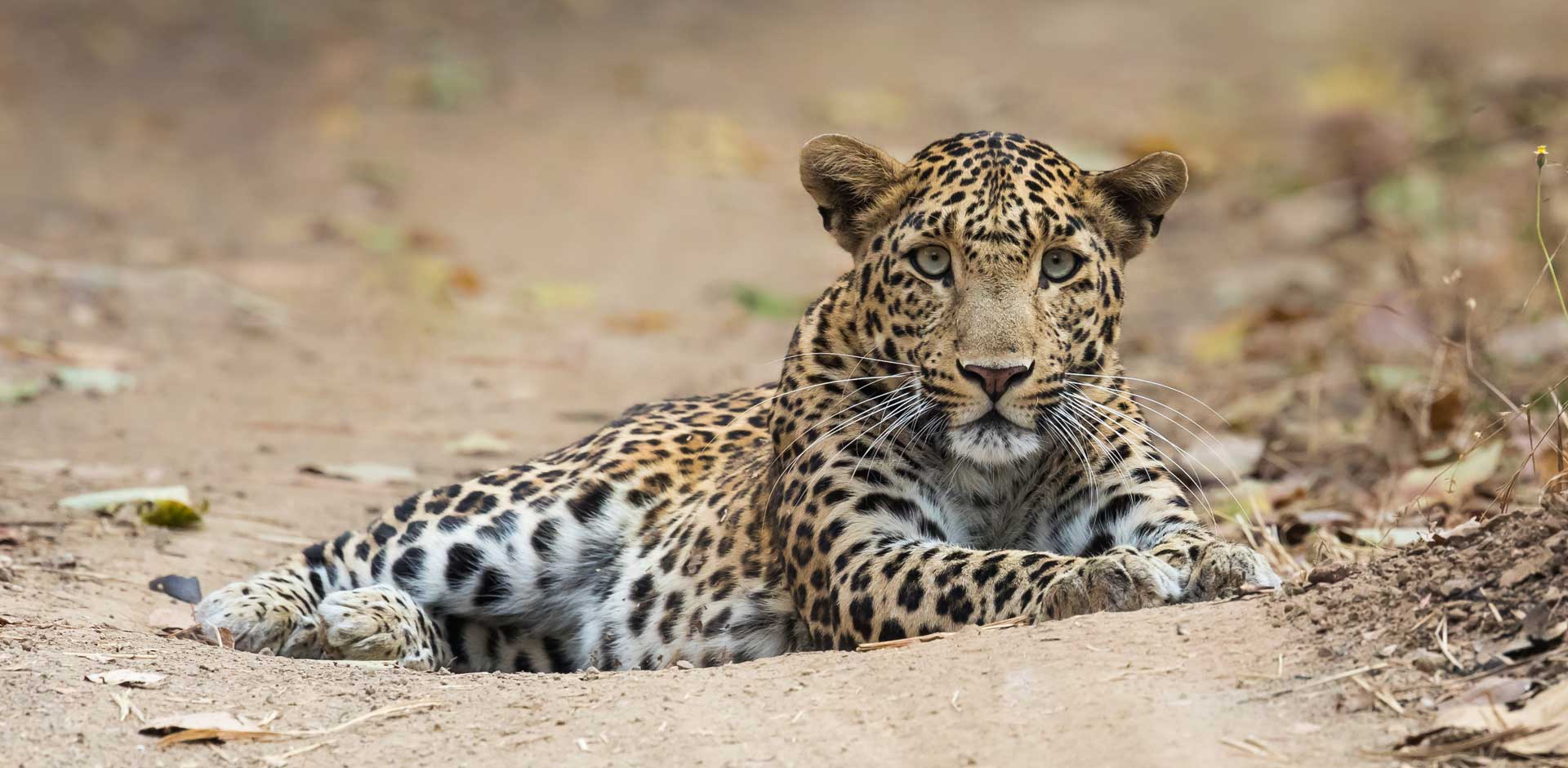 Gir Forest National Park