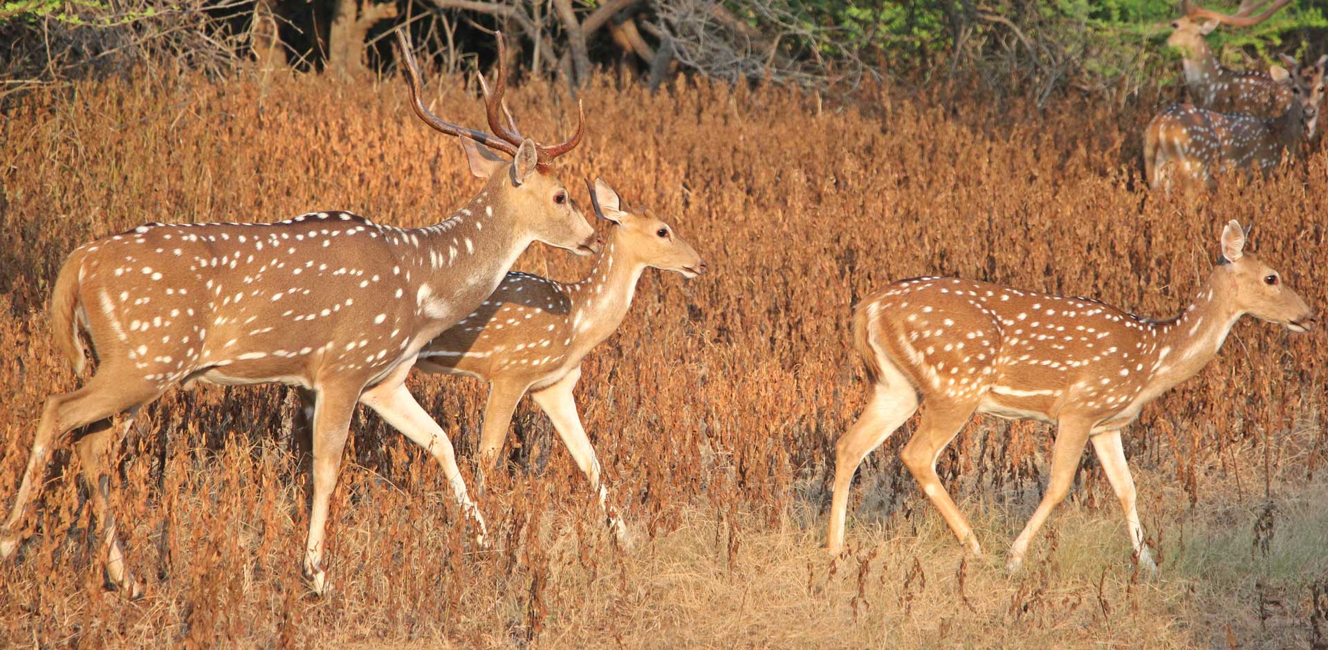 Gir Forest National Park