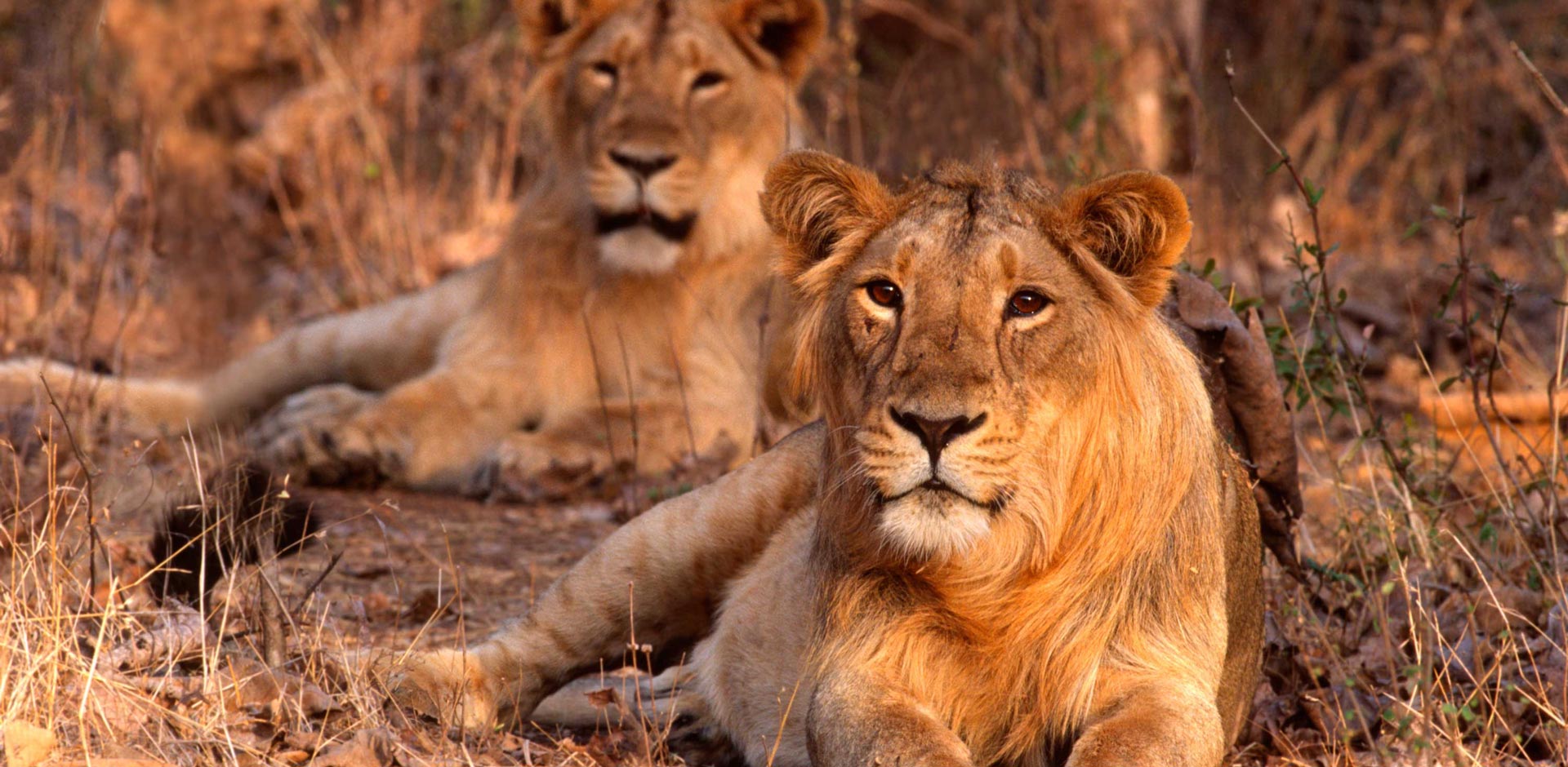 Gir Forest National Park