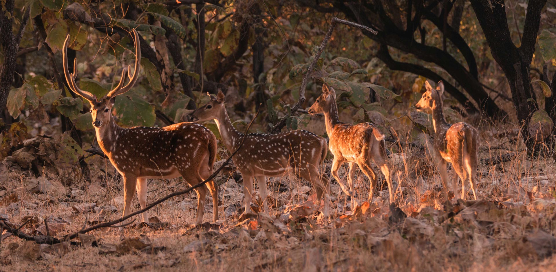 Gir Forest National Park