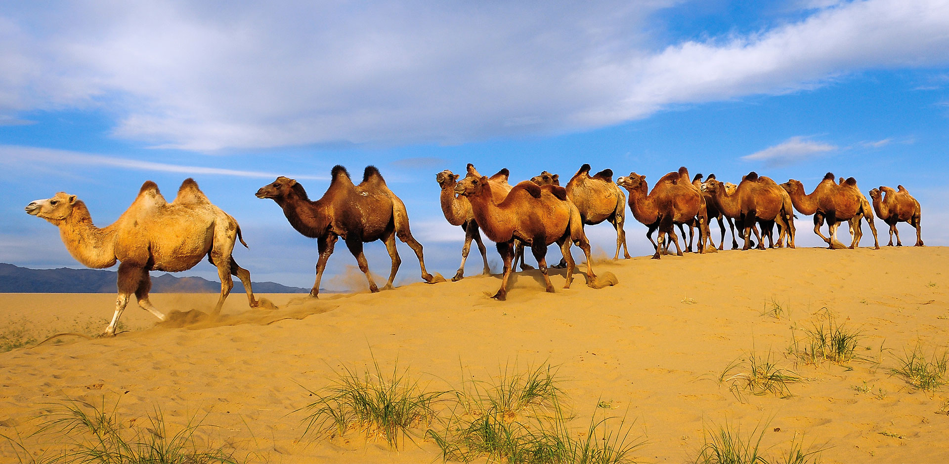 Gobi Desert