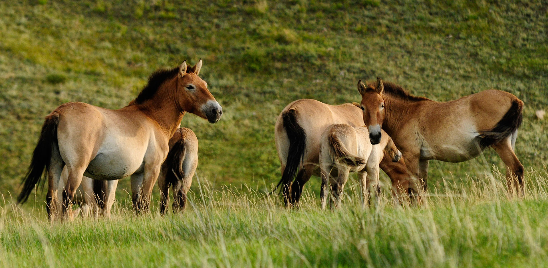 Hustai National Park