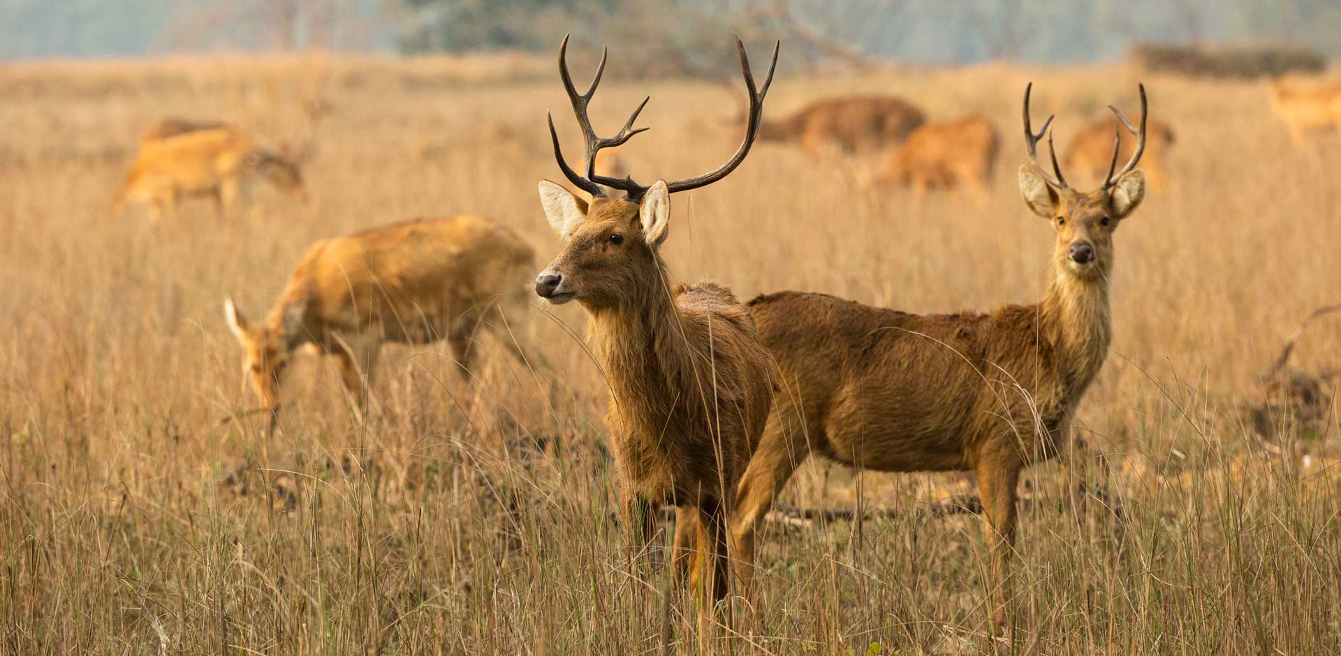 Kanha National Park