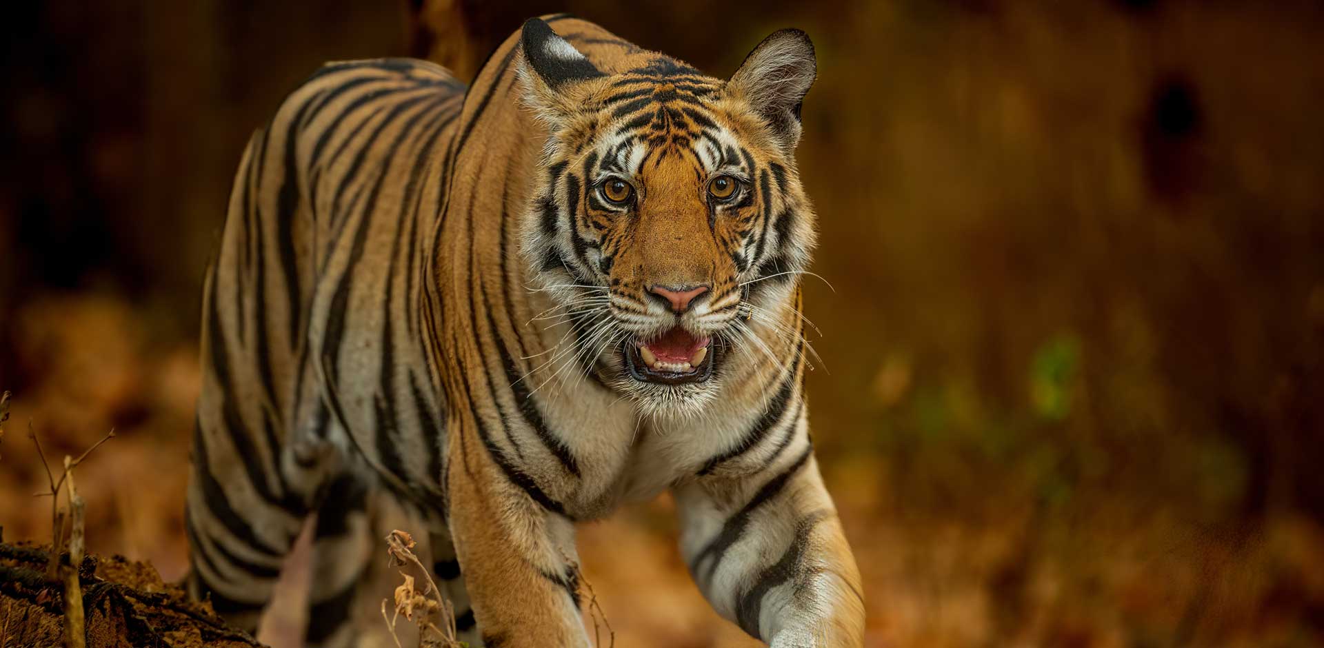 Kanha National Park