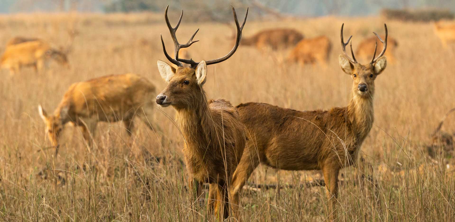 Kanha National Park