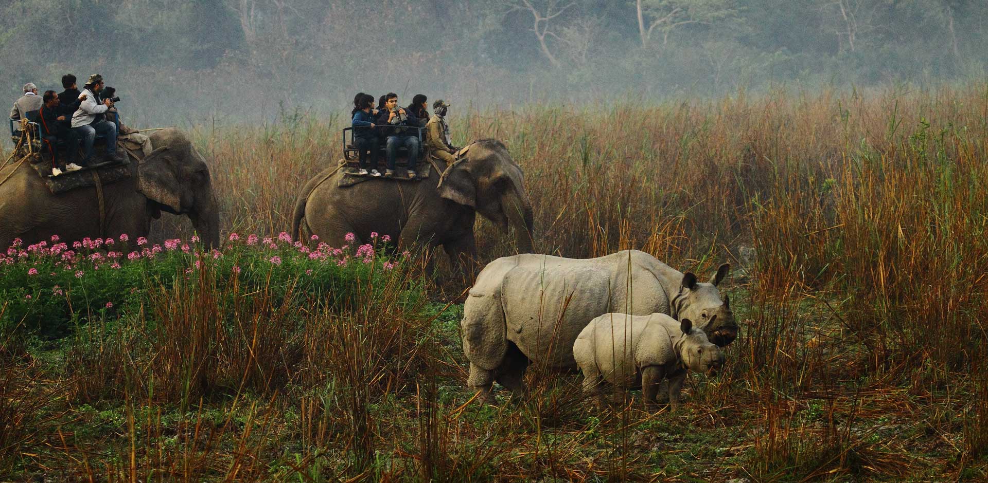 Kaziranga National Park