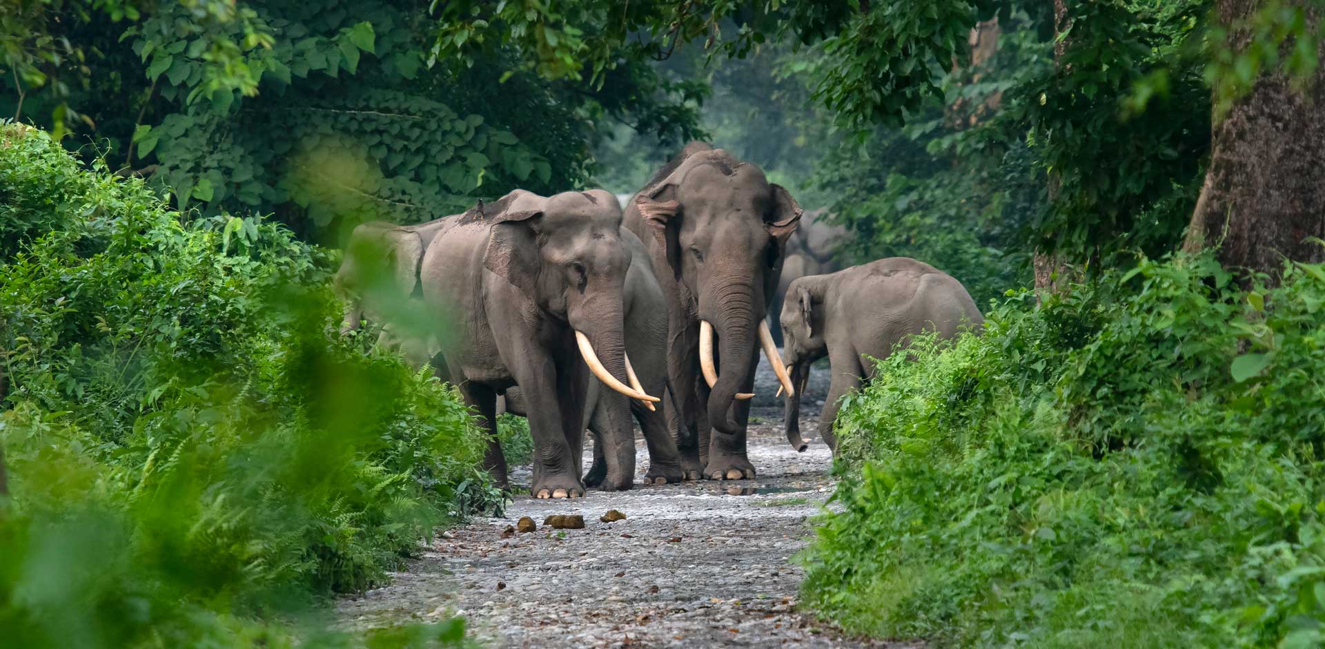 Kaziranga National Park