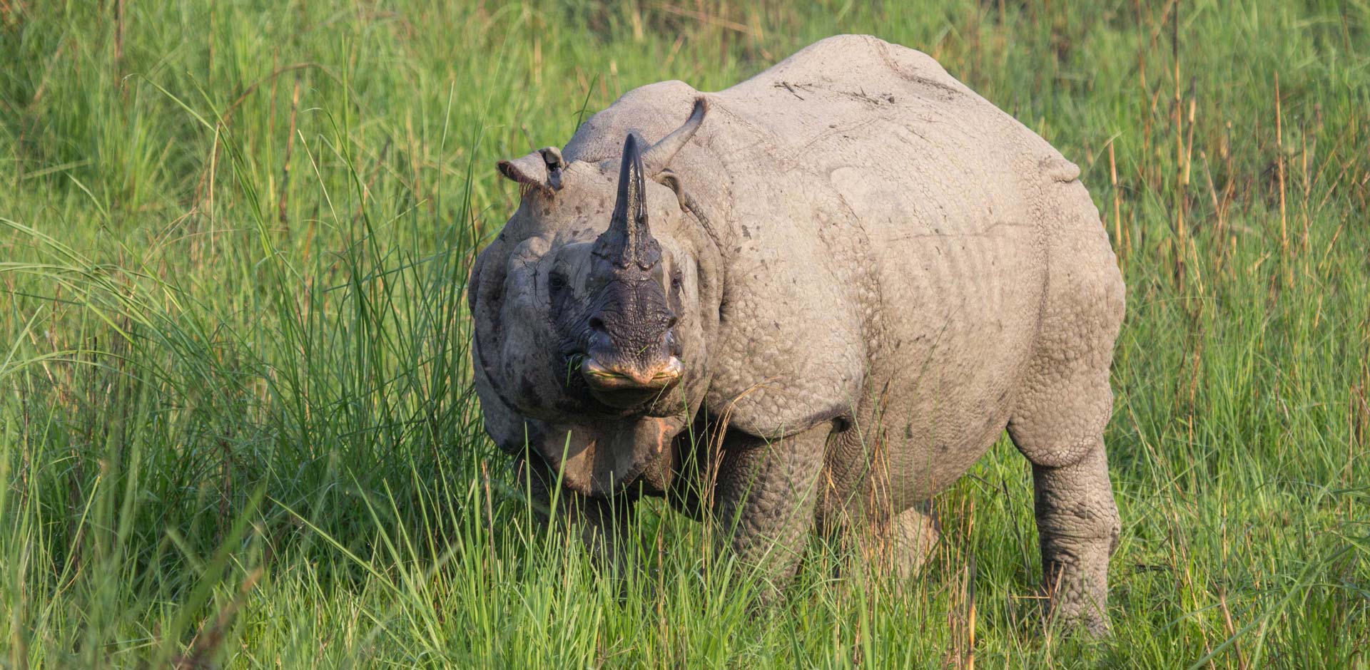 Kaziranga National Park