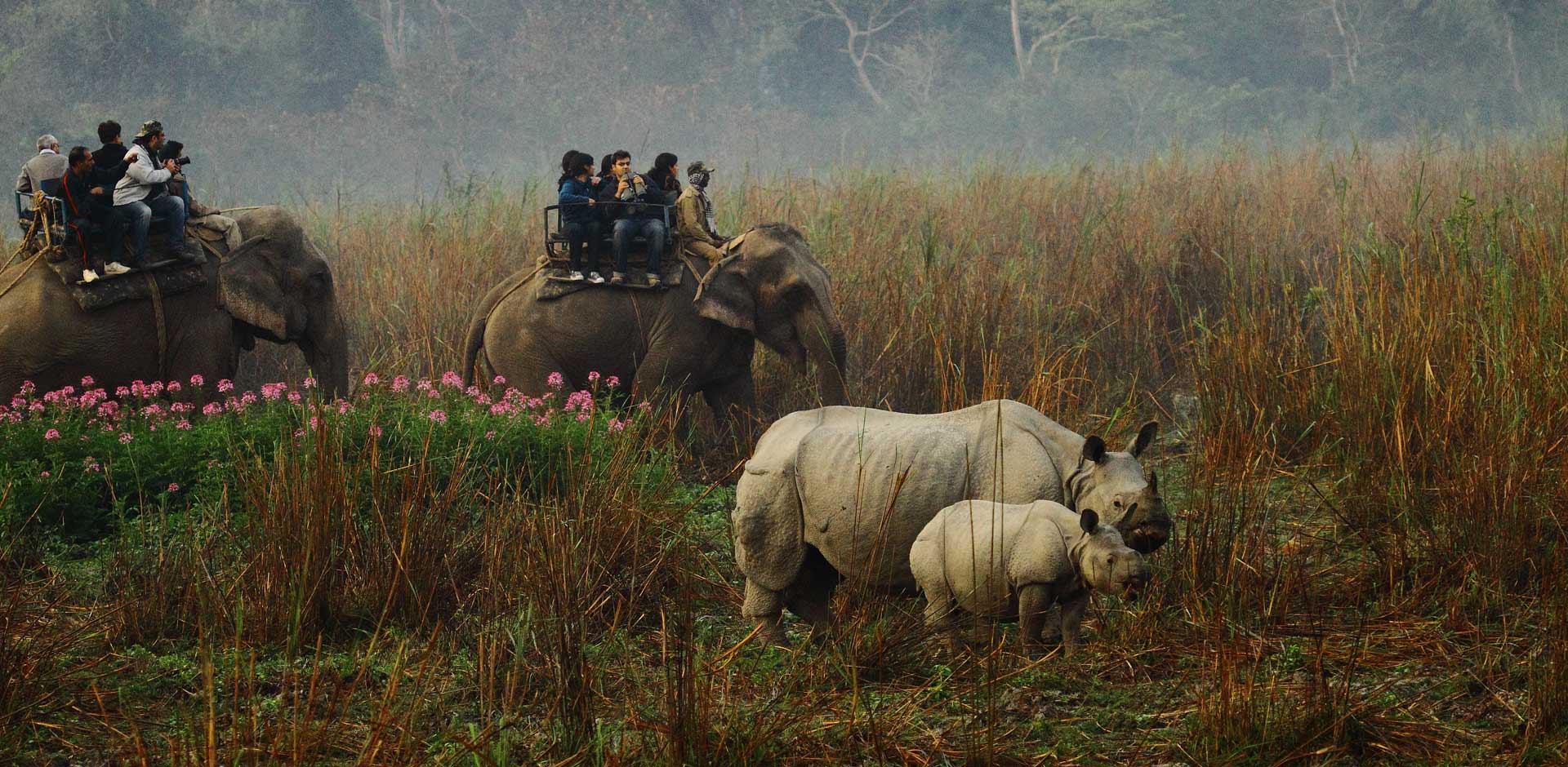 Kaziranga National Park