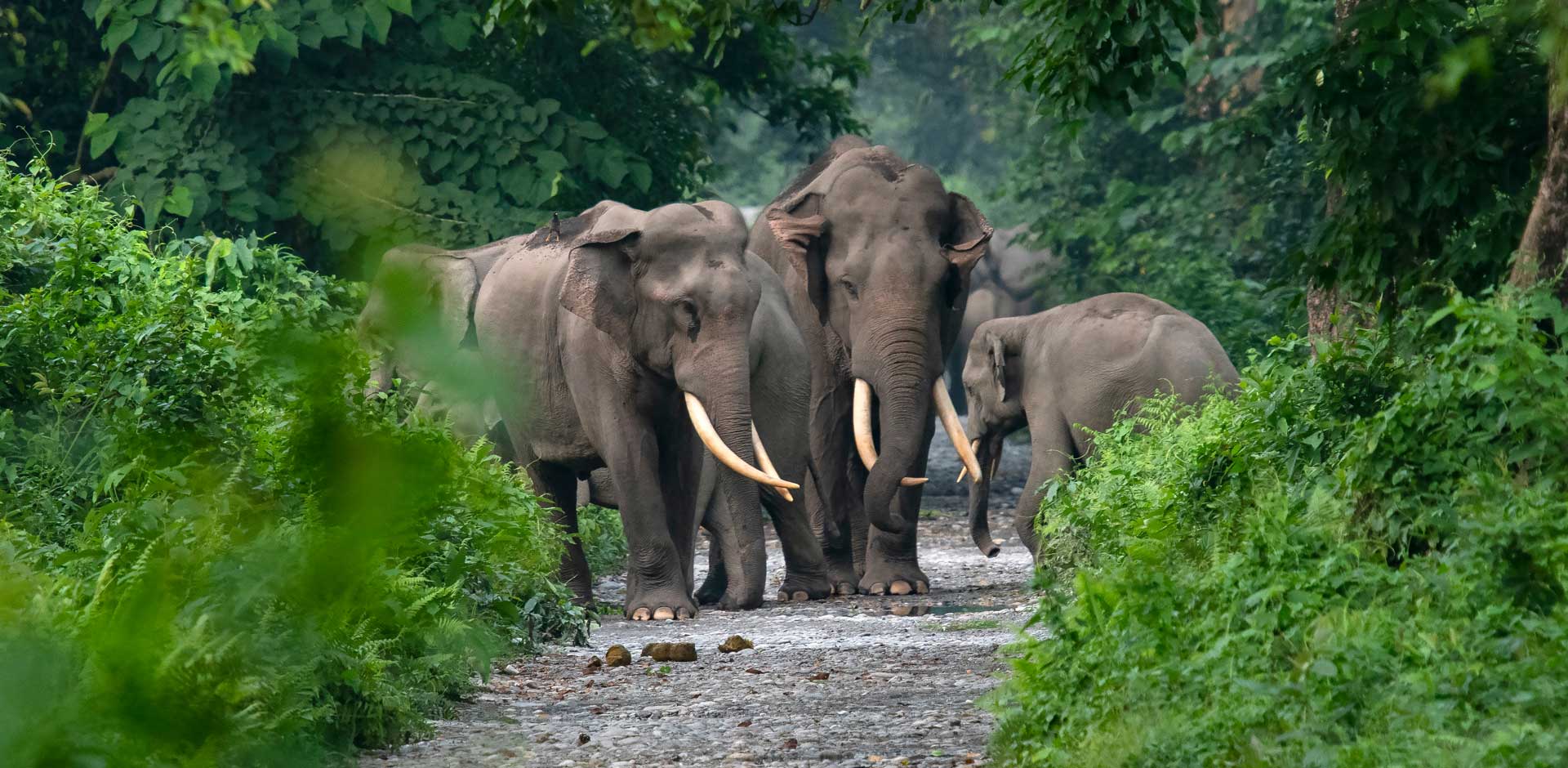 Kaziranga National Park