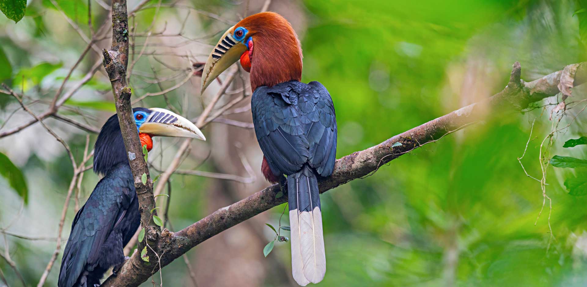 Kaziranga National Park