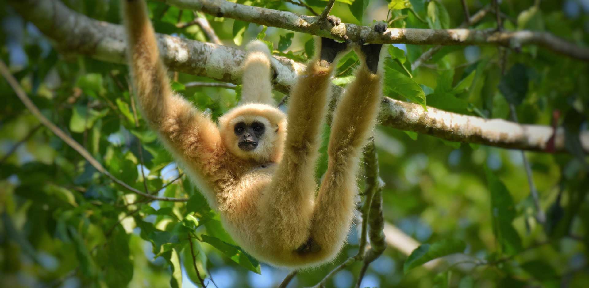 Khao Yai National Park