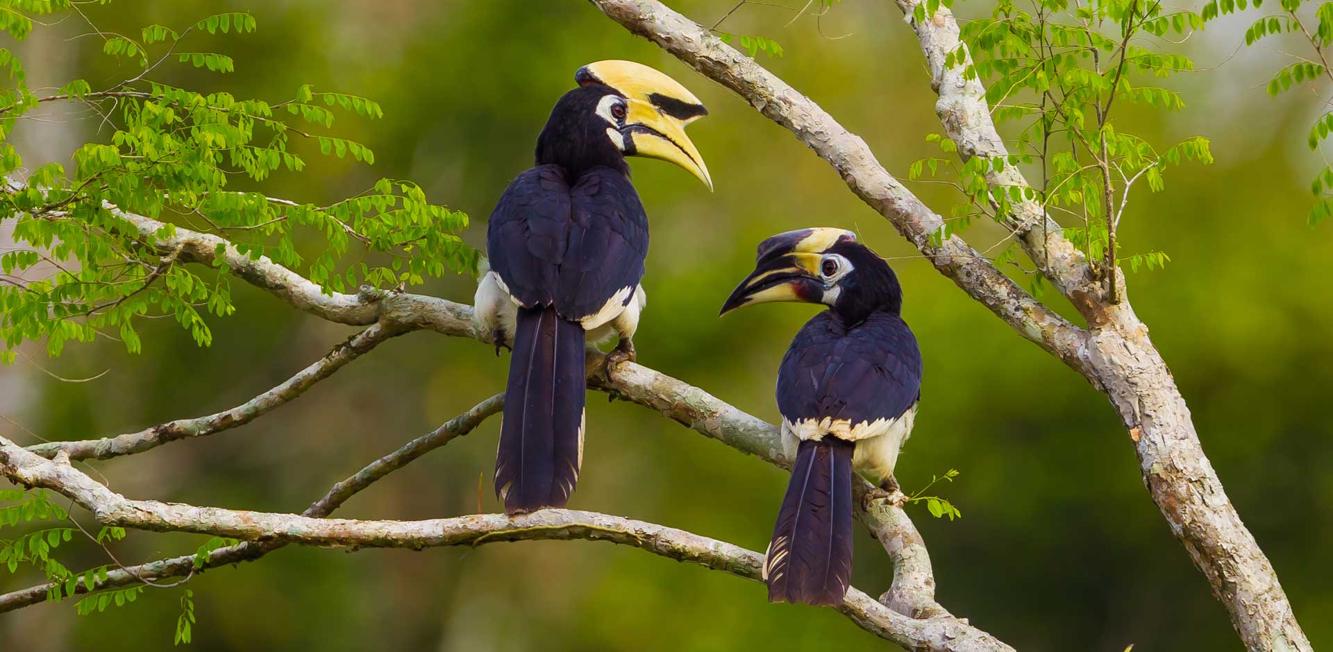 Khao Yai National Park