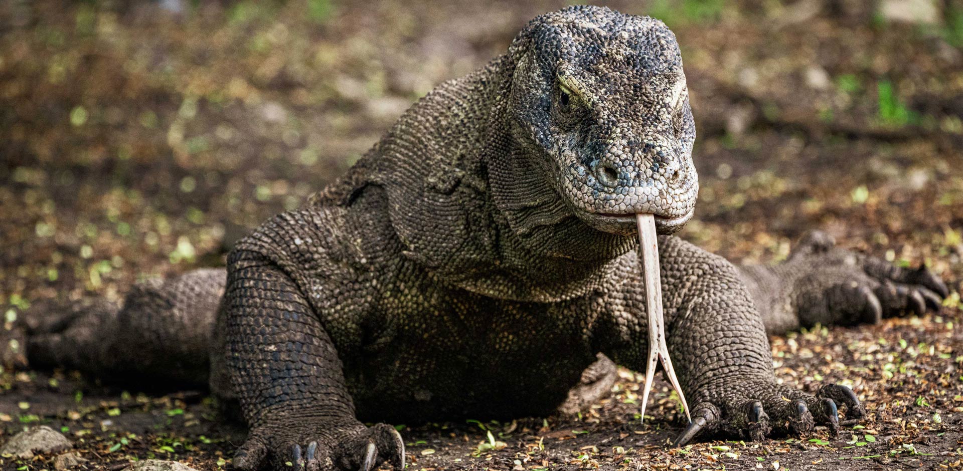 Komodo National Park