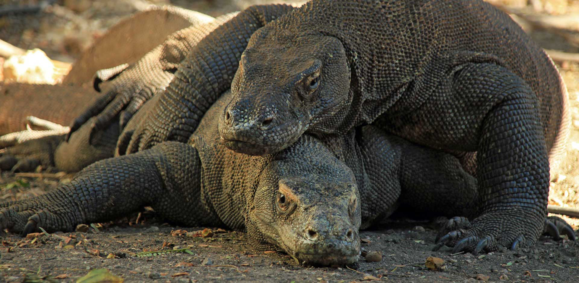 Komodo National Park