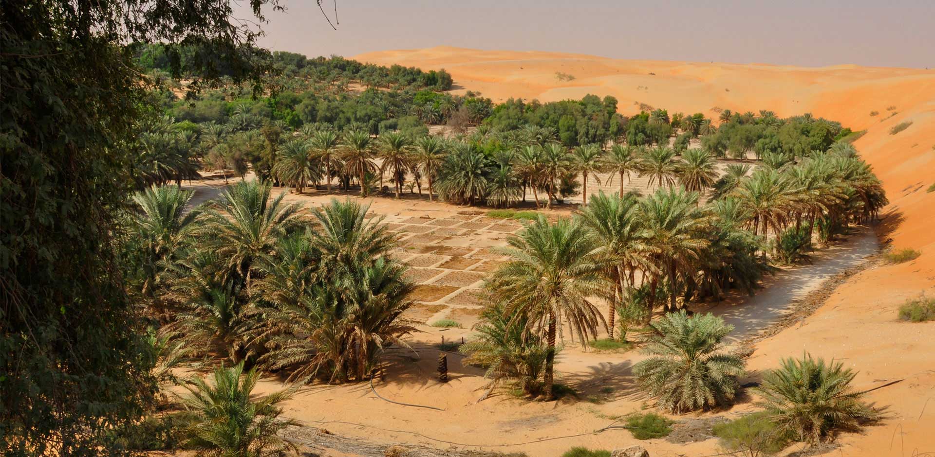 Liwa Oasis