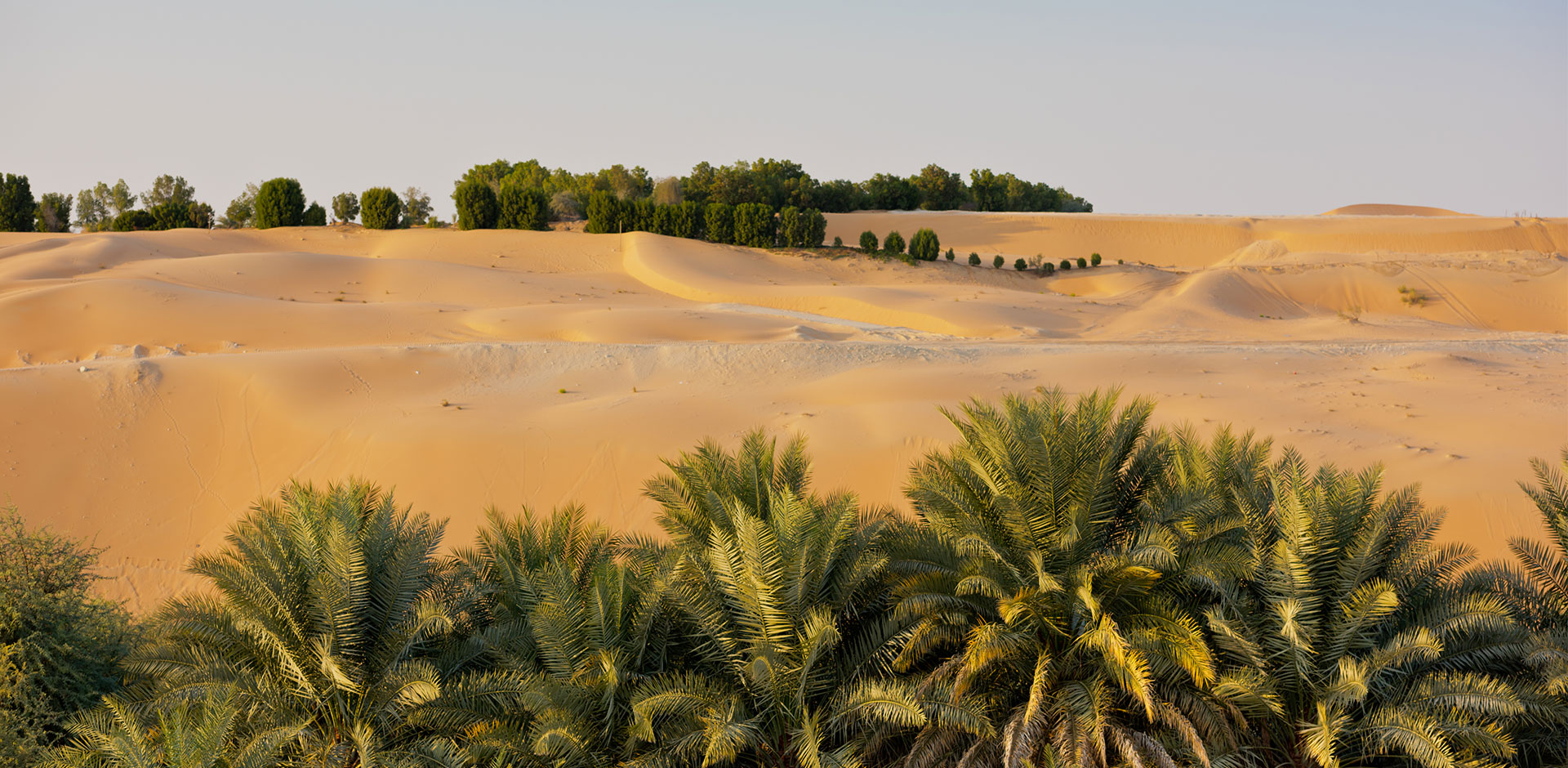 Liwa Oasis