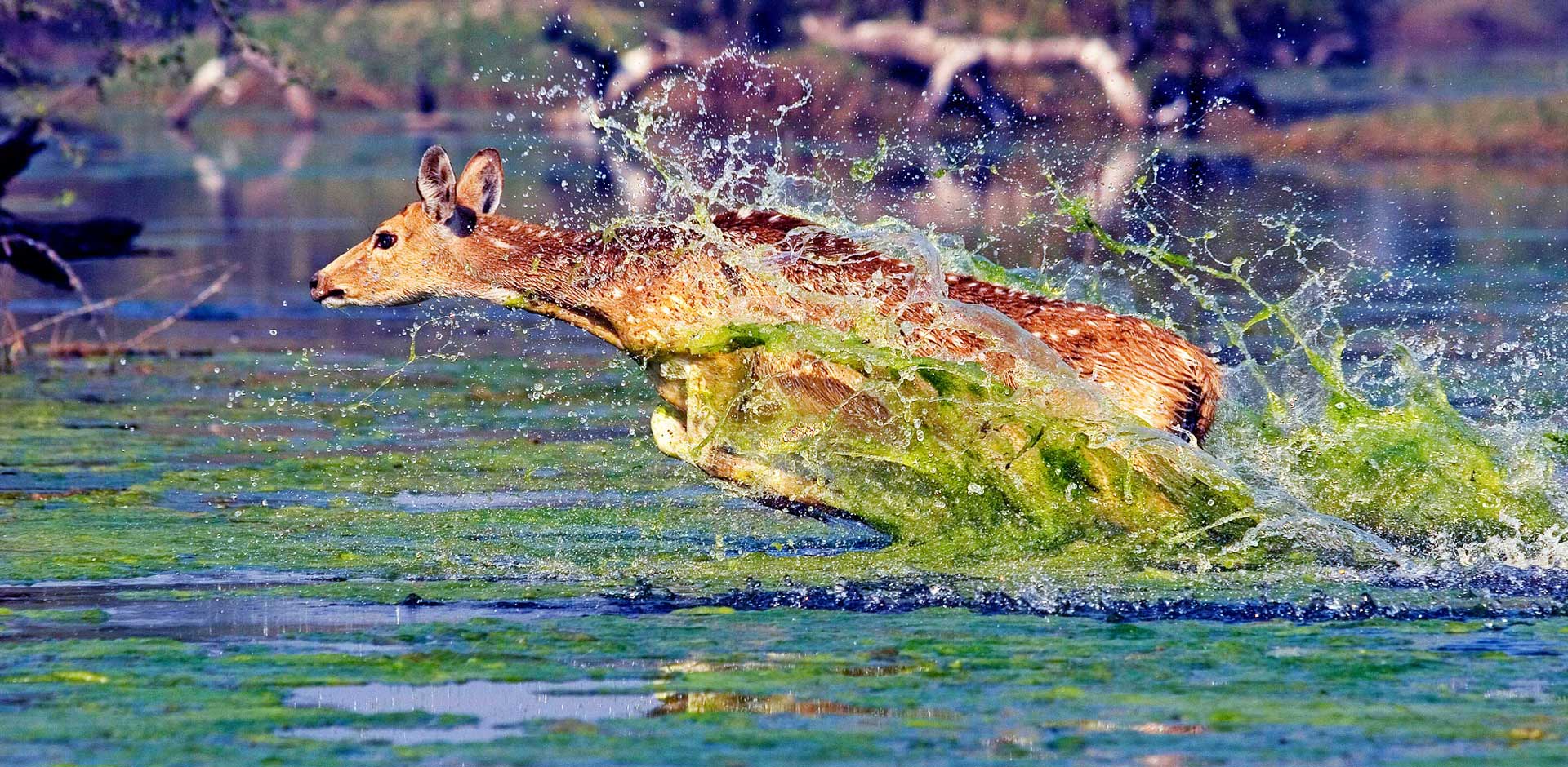 Nagarhole & Bandipur