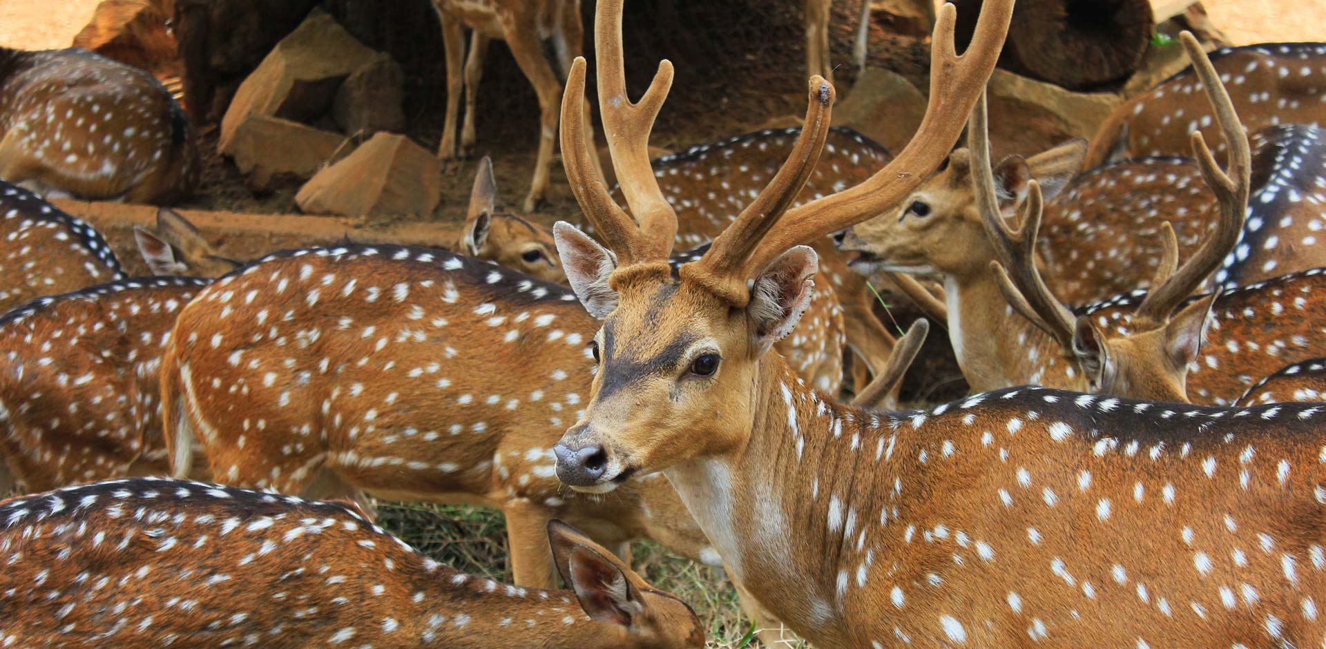 Nagarhole & Bandipur