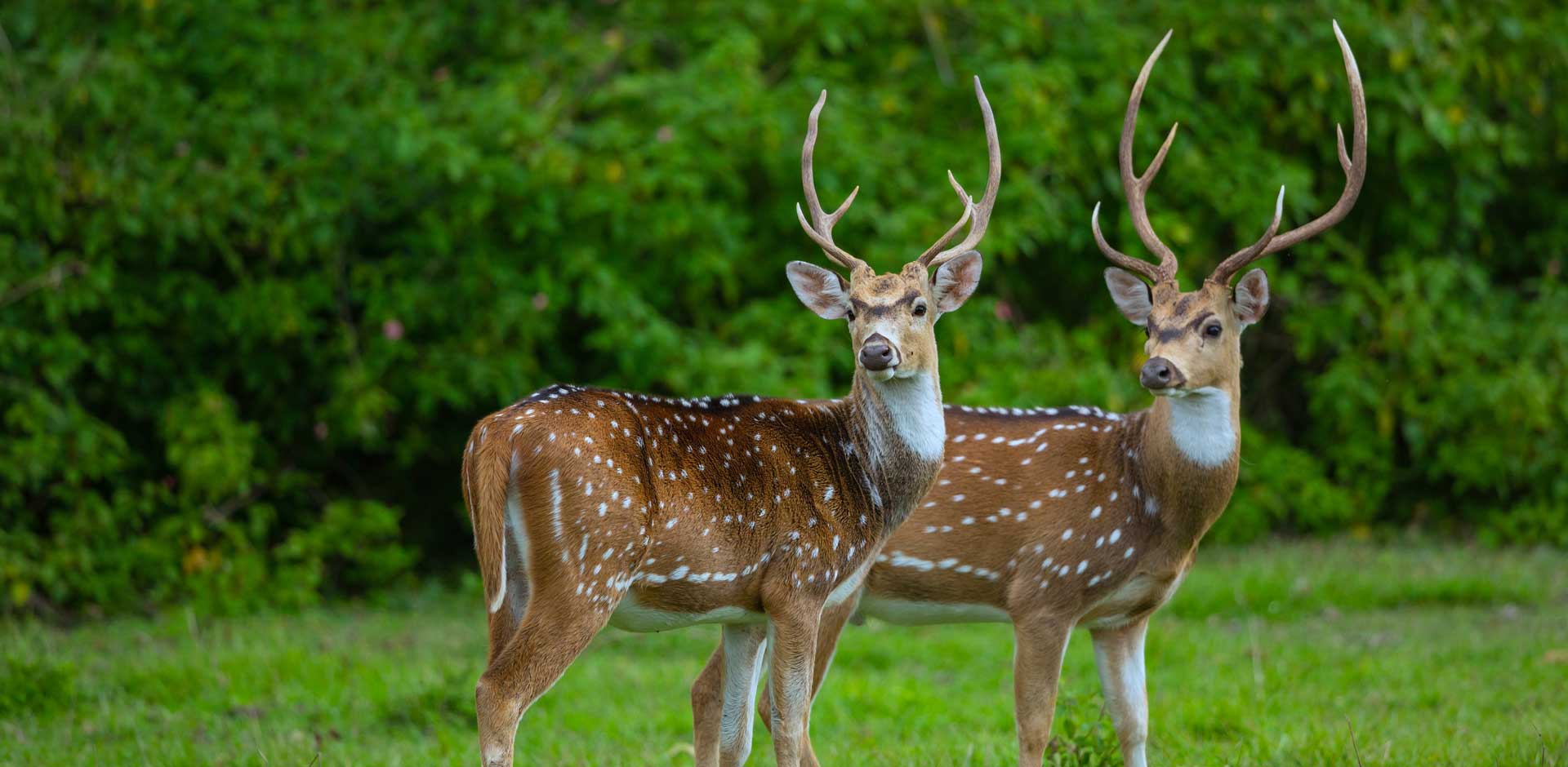 Nagarhole & Bandipur