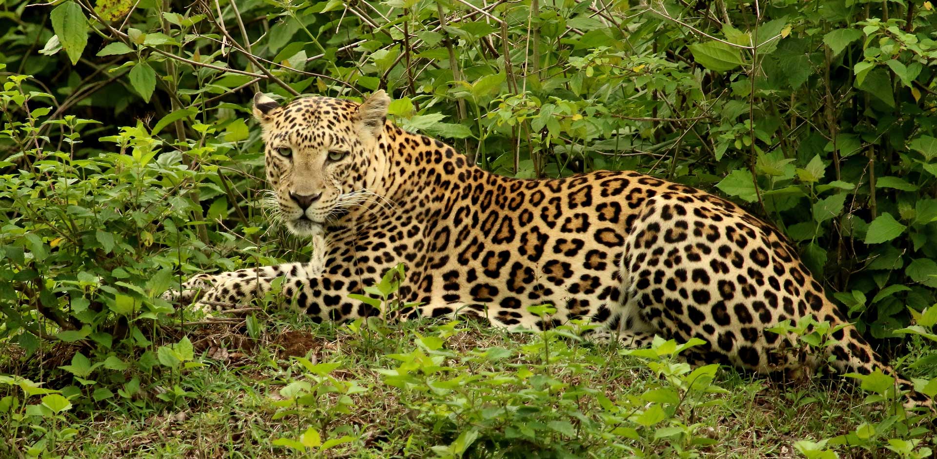 Nagarhole & Bandipur