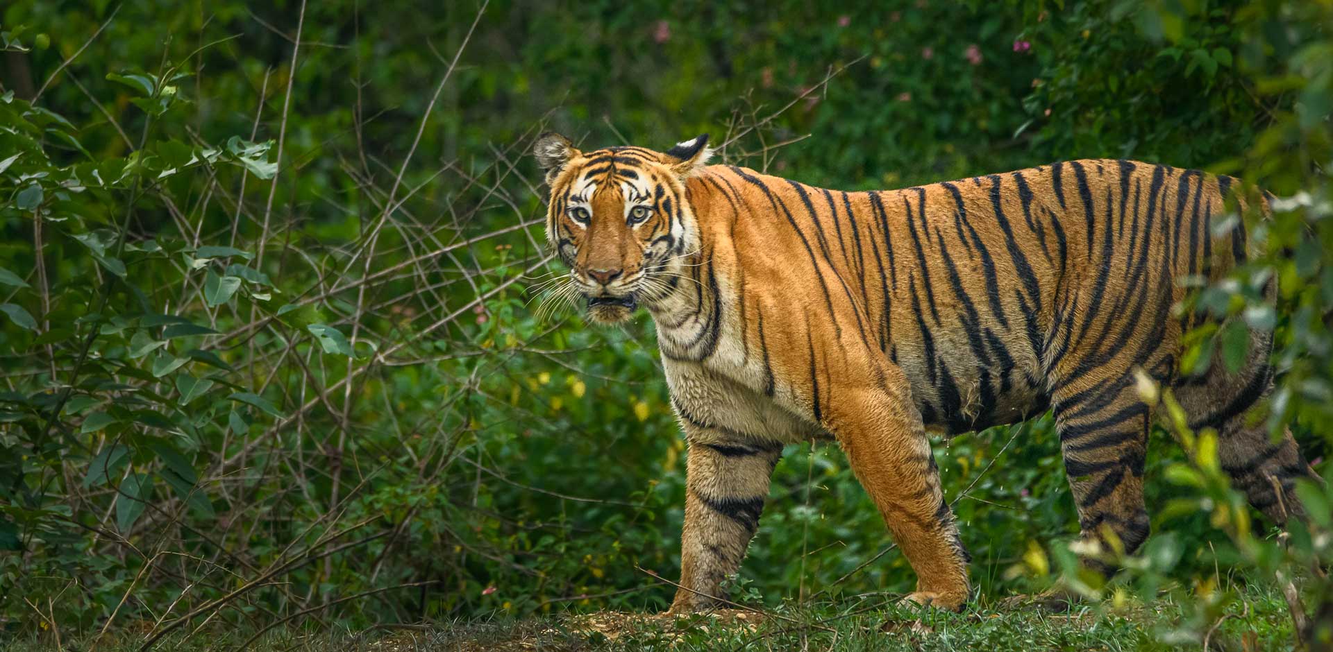 Nagarhole & Bandipur