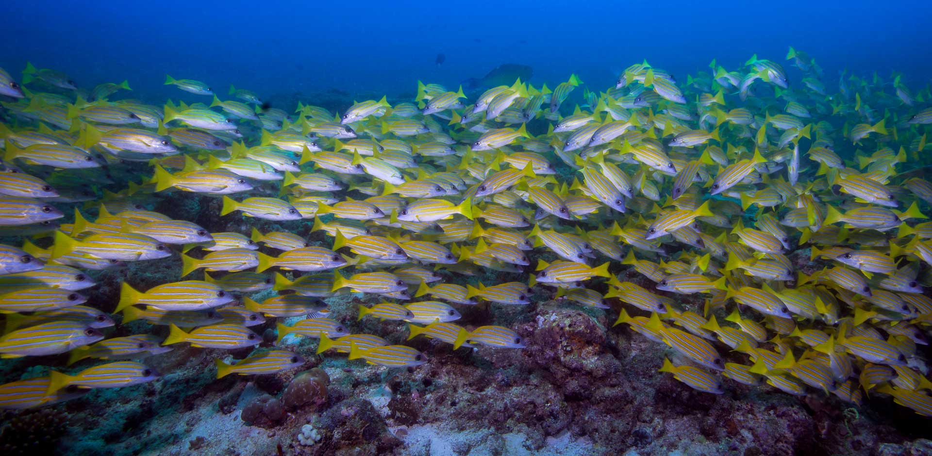 North Ari Atoll