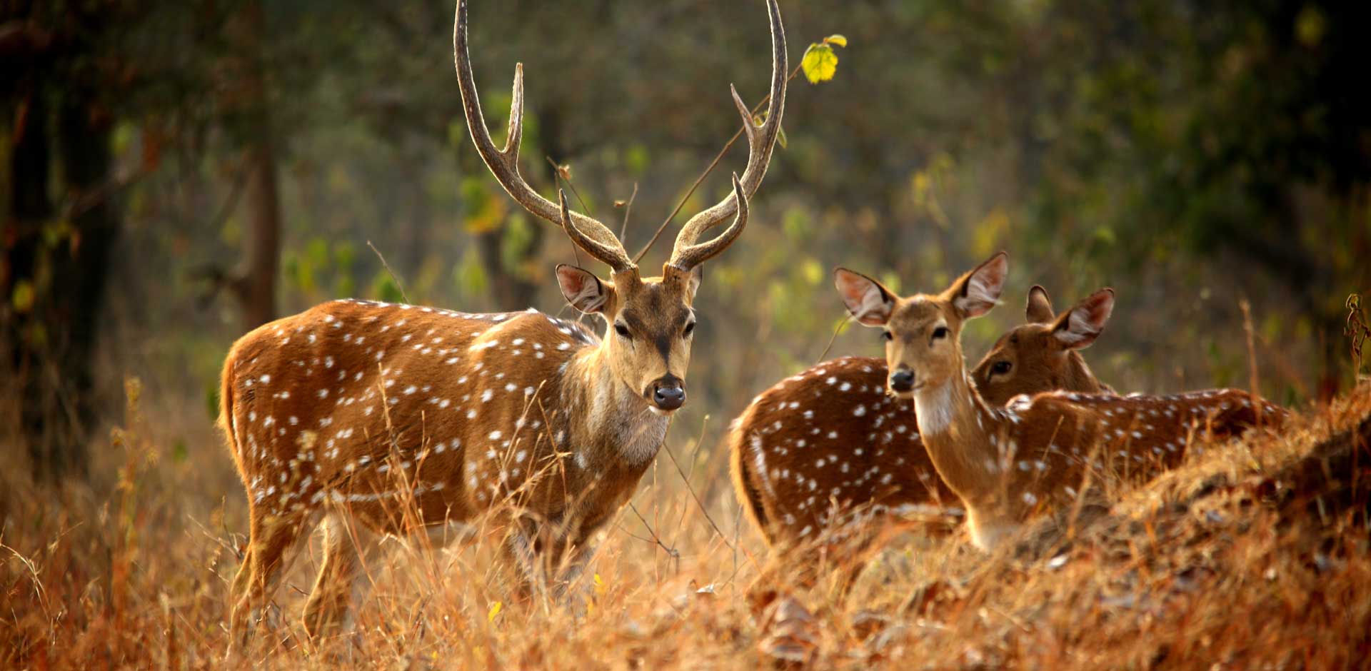 Panna National Park