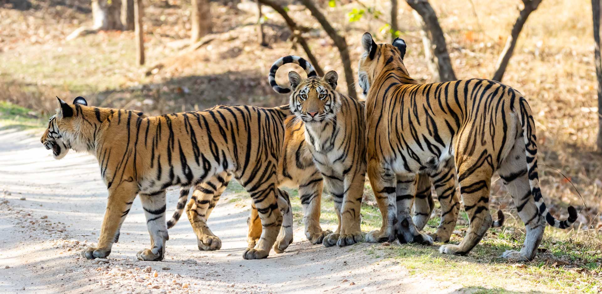 Pench National Park