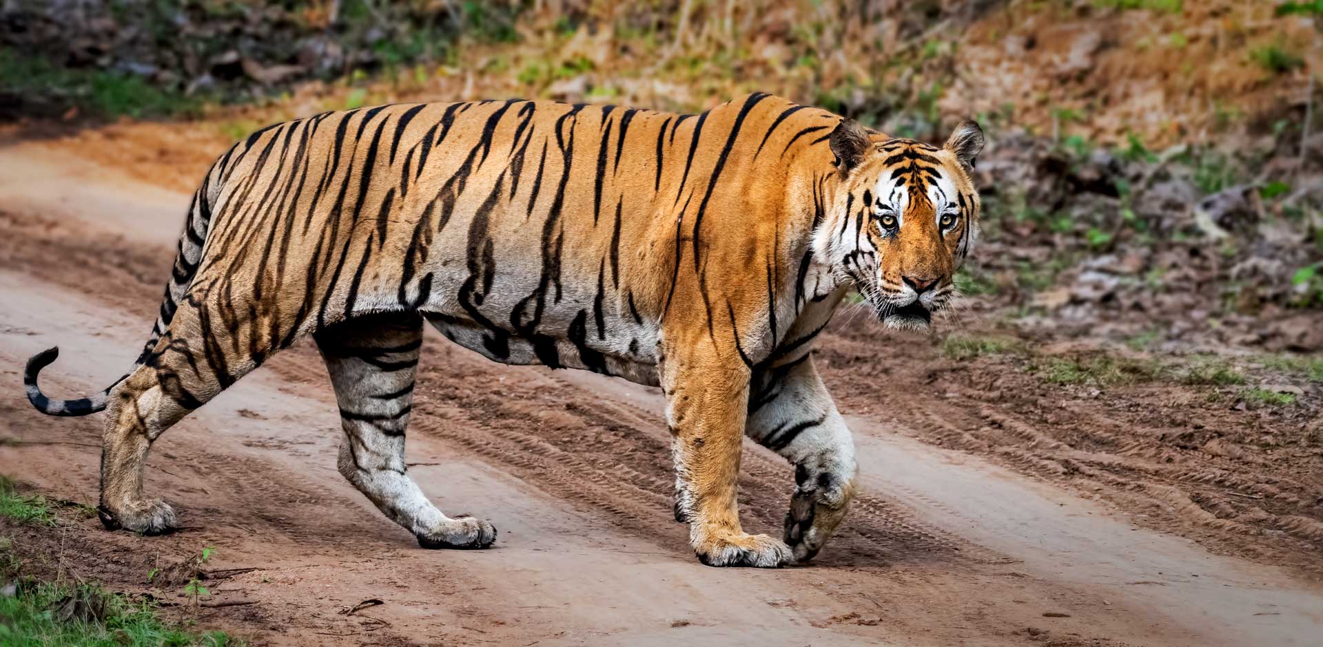 Pench National Park