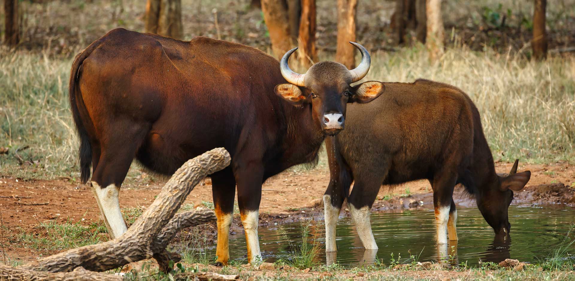 Pench National Park